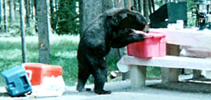 Un ours noir mange de la nourriture qui traîne dans un emplacement de camping